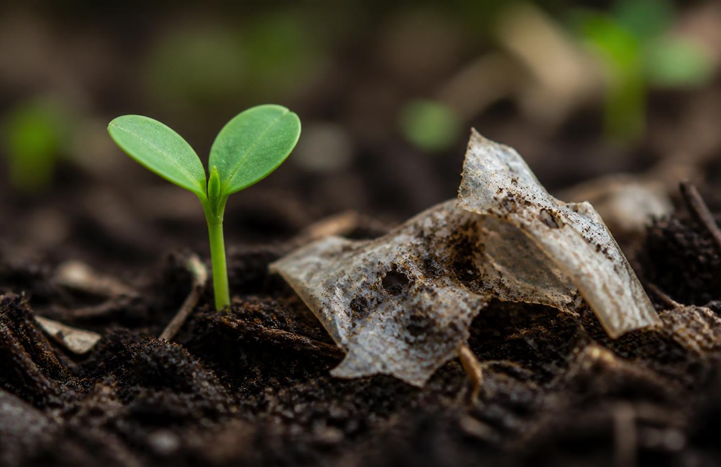 Seedling growing in soil beside a decomposing compostable film fragment